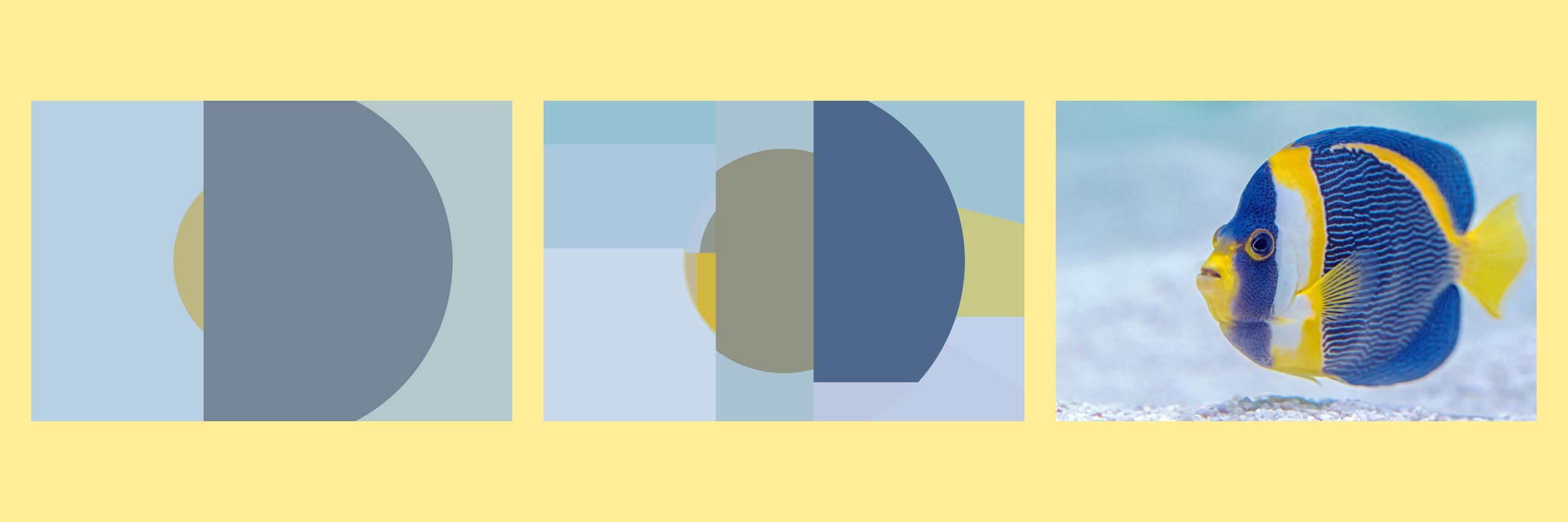 A yellow window with three images. On the right is an under water photo of a single bright blue and yellow tropical fish. The two on the left are simplifications created based on a decsion tree algorithm. The work illustrates a popular type of machine learning model: the decision tree. Decision trees work by splitting the population into ever smaller segments. I try to give people an intuitive understanding of the algorithm. I also want to show that models are simplifications of reality, but can still be useful, or in this case visually pleasing.